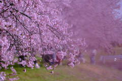 安行寒桜（北浅羽桜堤）