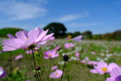 秋桜２