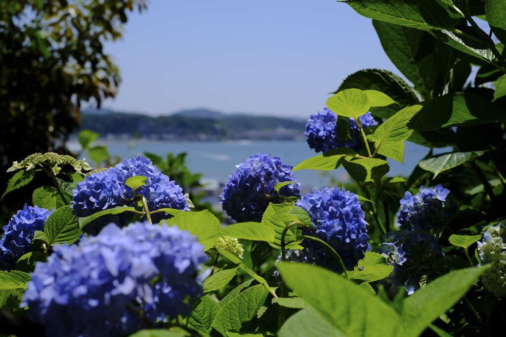 鎌倉　長谷寺　紫陽花　