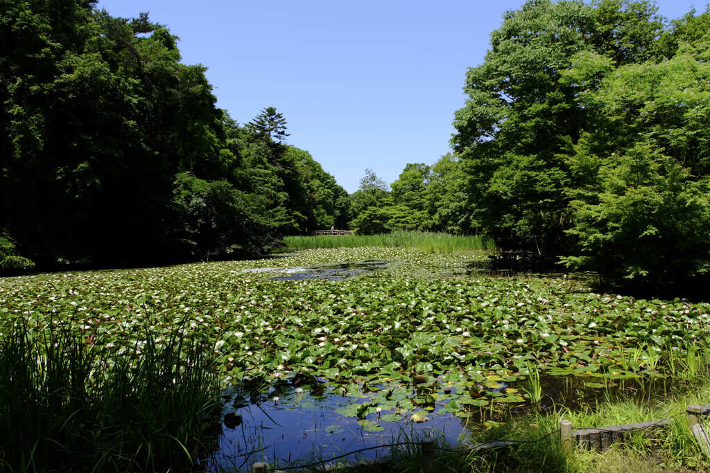 緑が眩しい。石神井公園