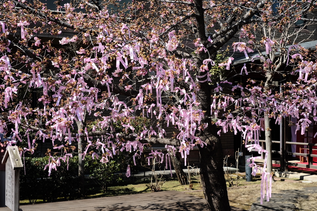 桜神宮　河津桜