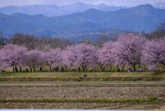 安行寒桜（北浅羽桜堤）