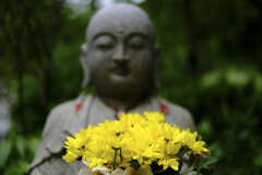 鎌倉　長谷寺　紫陽花　