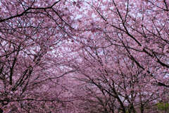 安行寒桜（北浅羽桜堤）