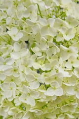 紫陽花