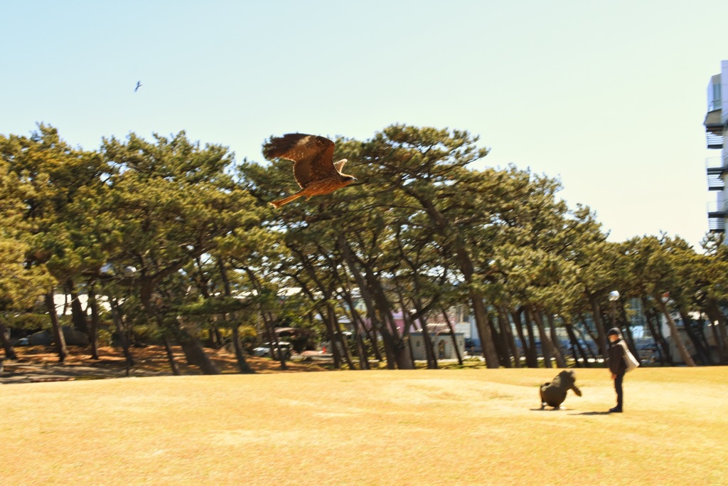 鳶(とんび)？が飛んび来た