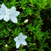 白い花