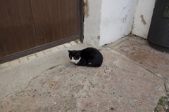 威嚇するねこちゃん