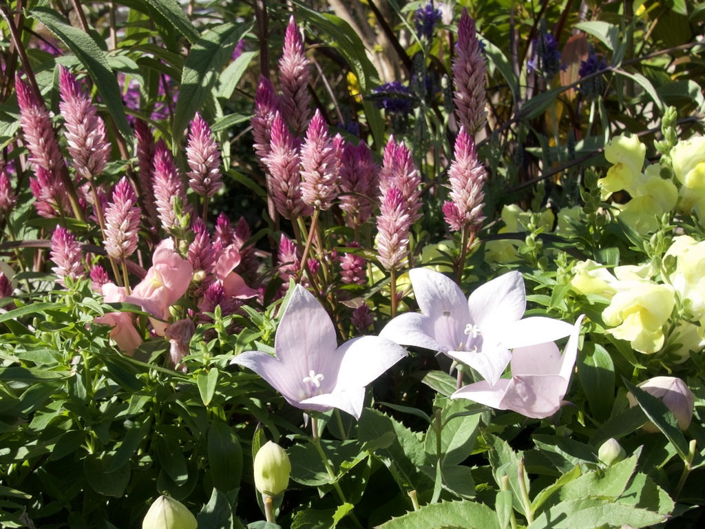花