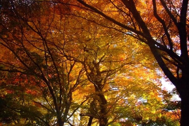 紅葉