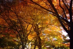紅葉