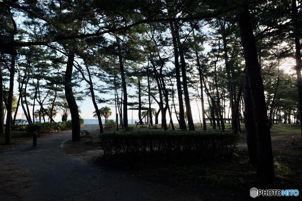 PinePine forest