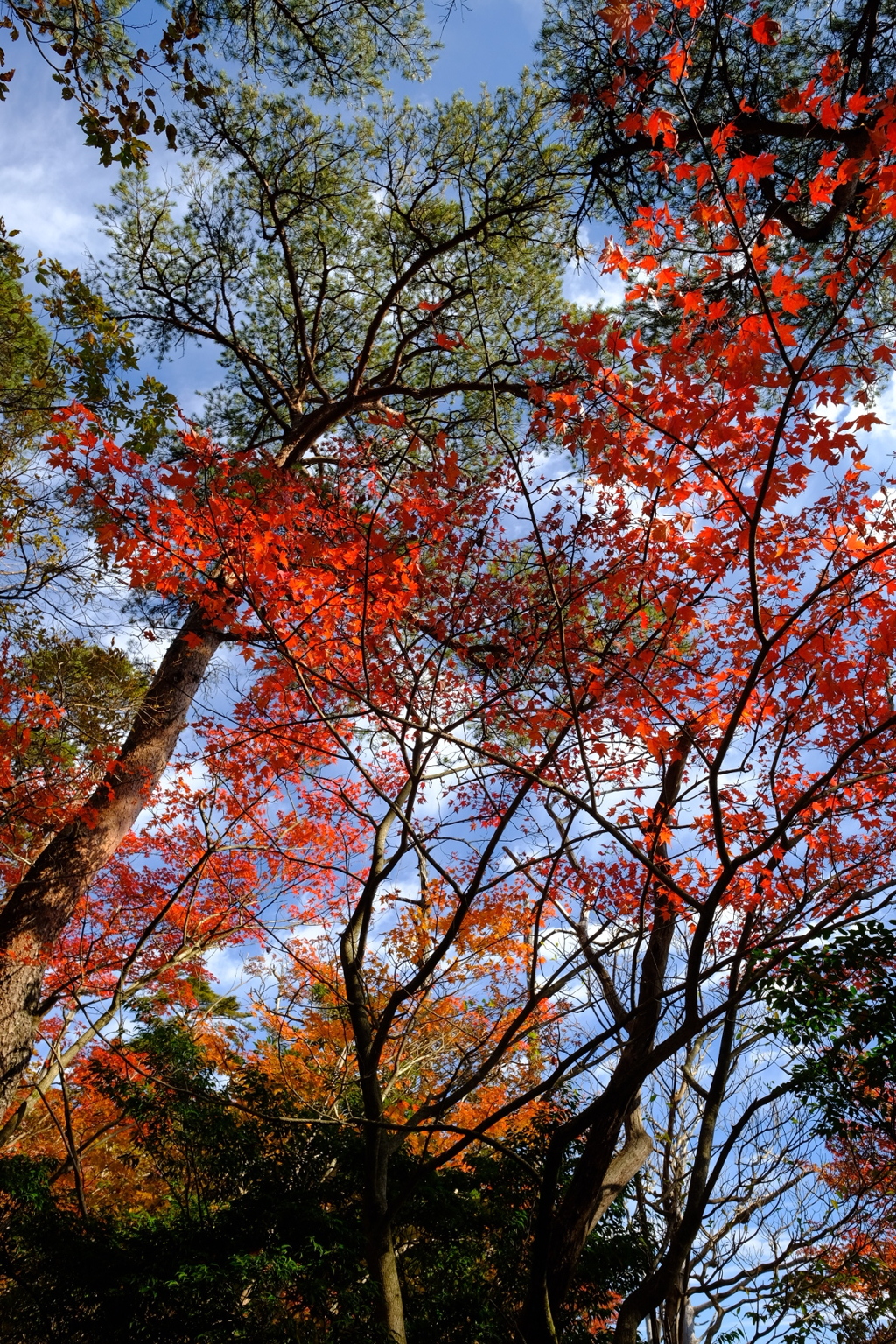 紅葉トレッキング