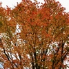 紅葉トレッキング