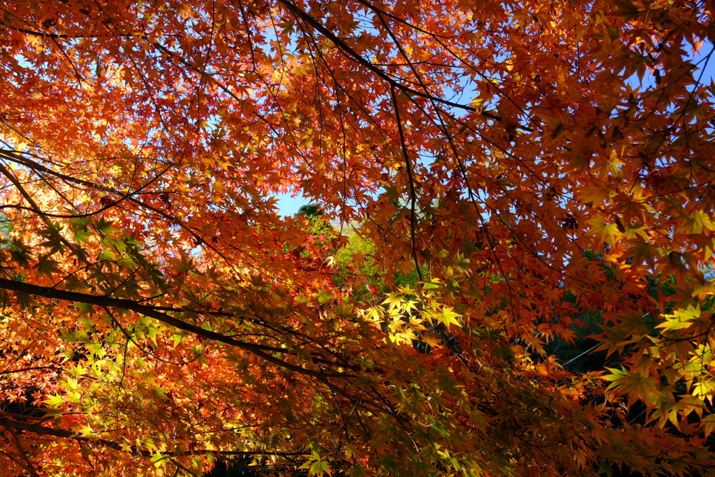 薬師寺の大紅葉