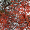 紅葉トレッキング
