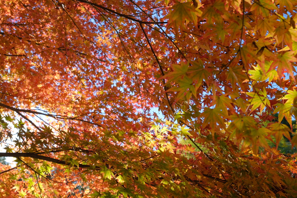 薬師寺の大紅葉