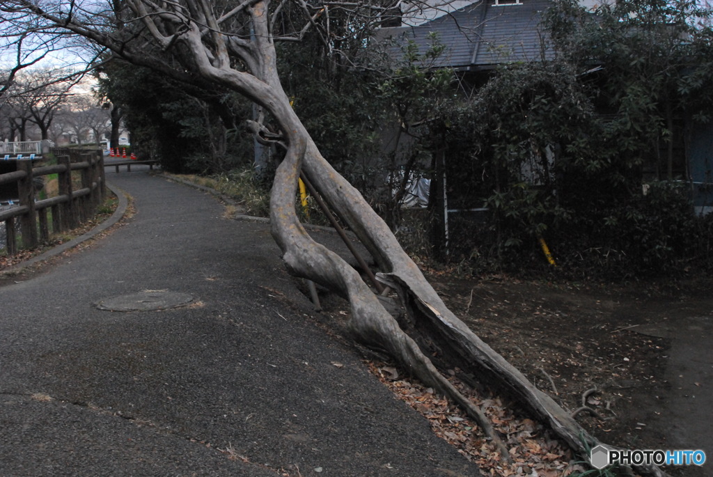 地面から出てきたのか？空から降ってきたのか？