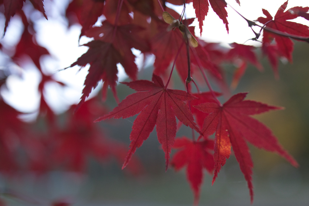 紅葉