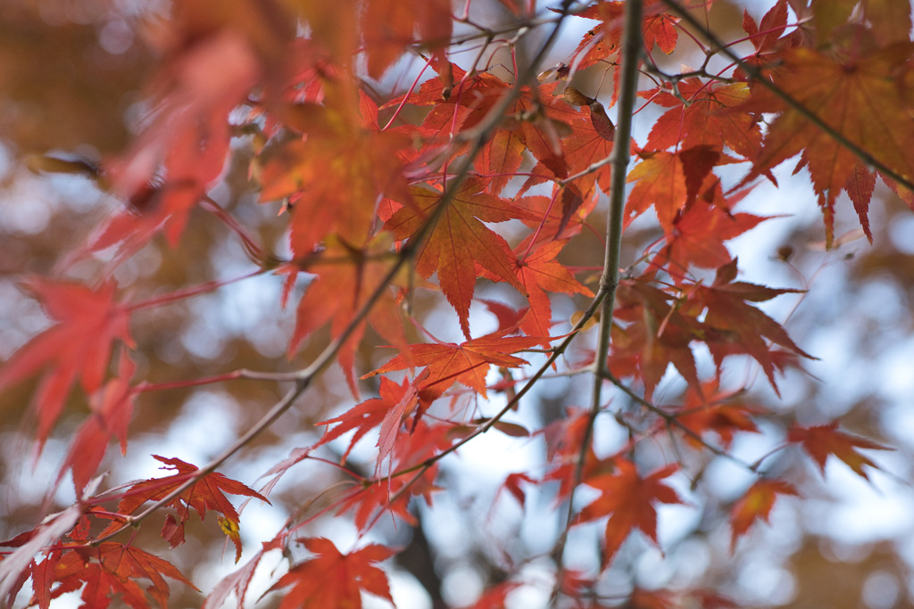 昼下がりの紅