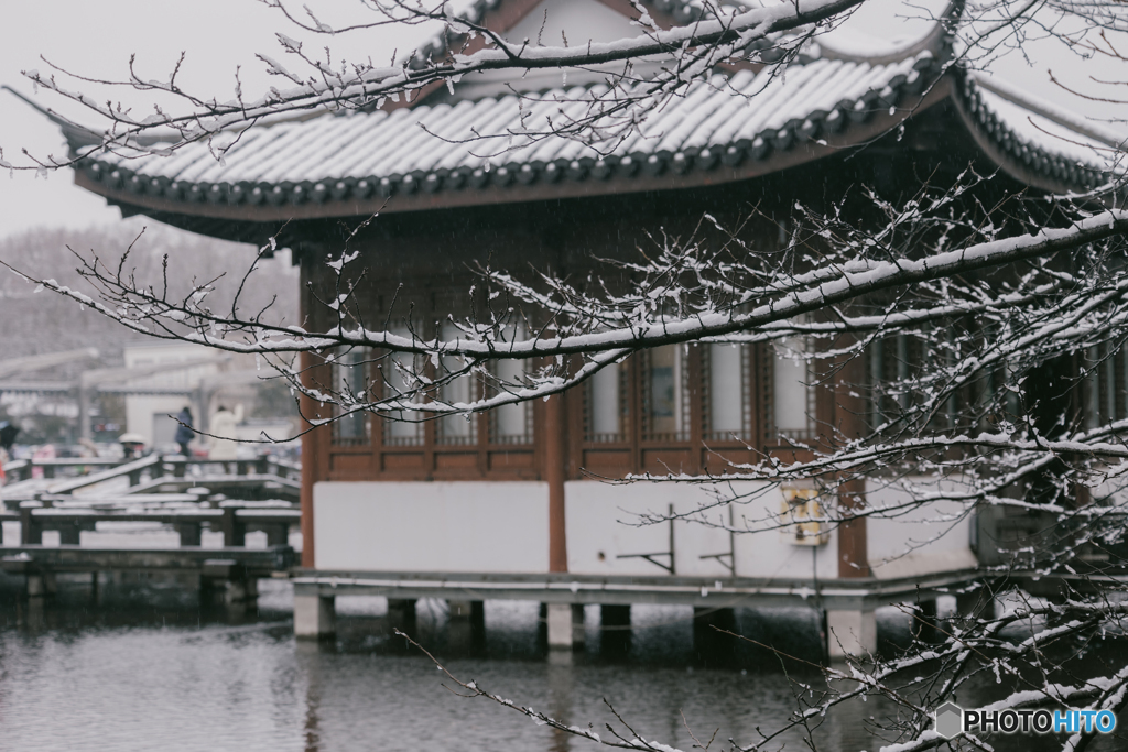 杭州西湖曲院风荷 West Lake Hangzhou