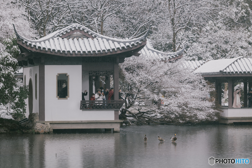 杭州西湖曲院风荷 West Lake Hangzhou