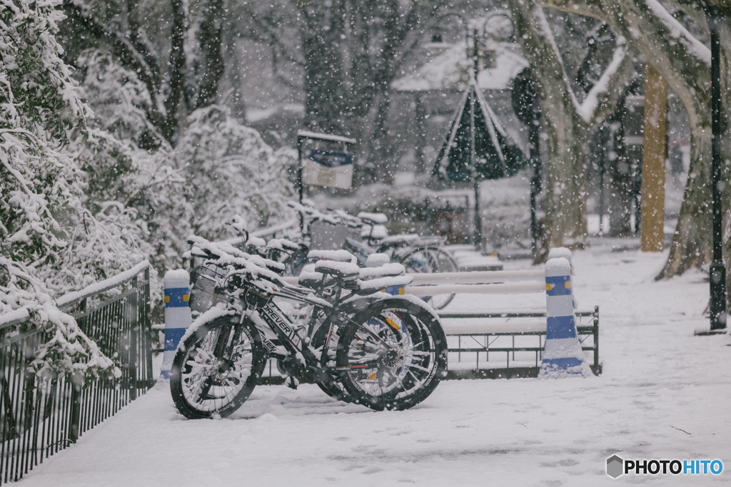 Zhejiang University in the snow: Bicycle
