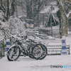 Zhejiang University in the snow: Bicycle