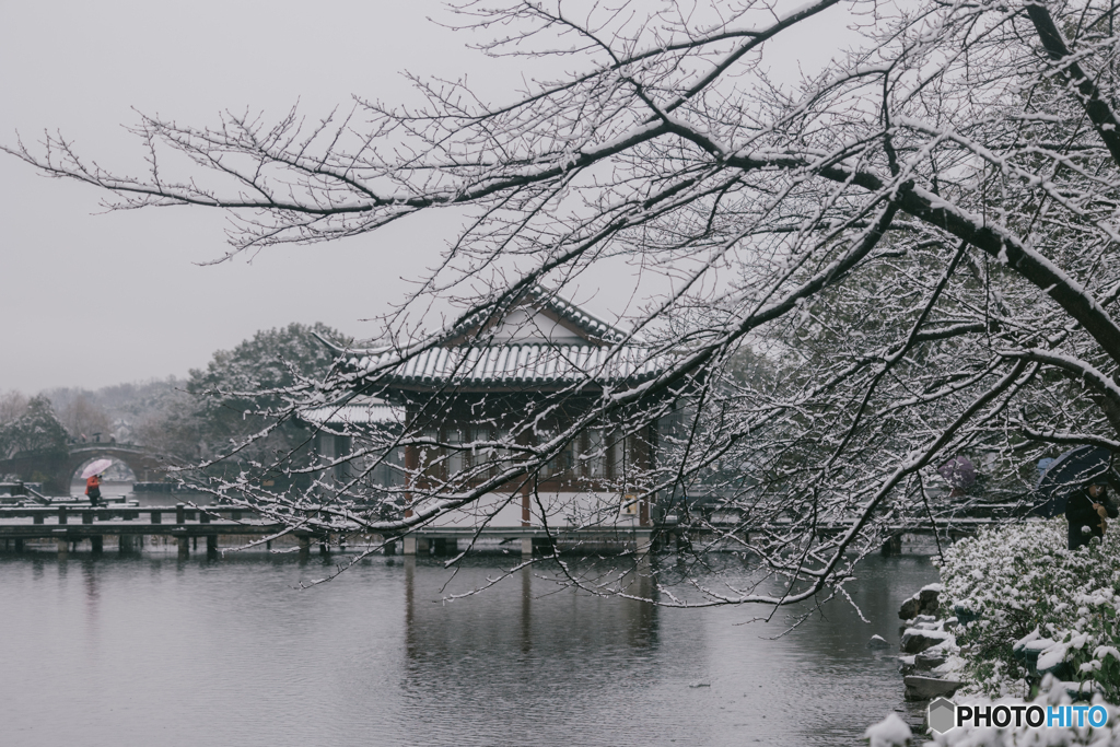 杭州西湖曲院风荷 West Lake Hangzhou