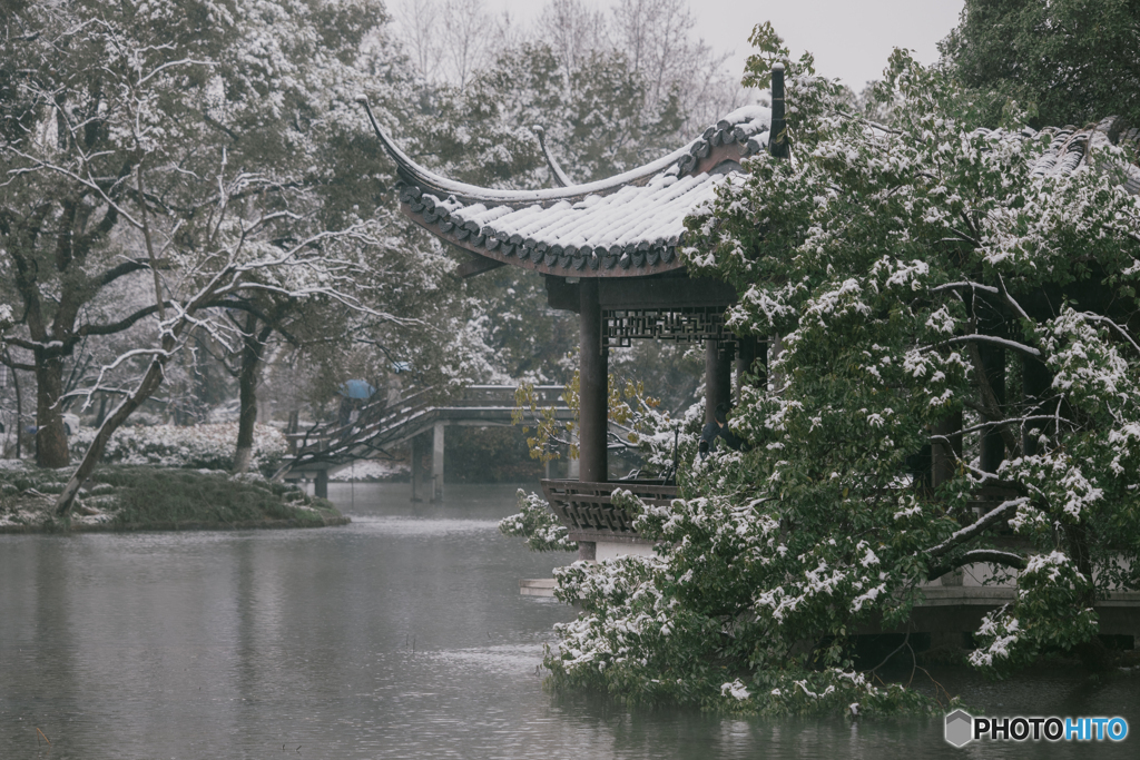 杭州西湖曲院风荷 West Lake Hangzhou