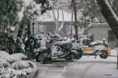 Zhejiang University in the snow: Bicycle