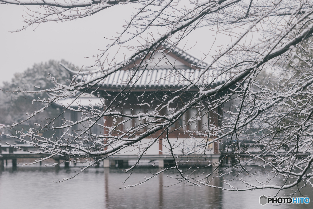 杭州西湖曲院风荷 West Lake Hangzhou