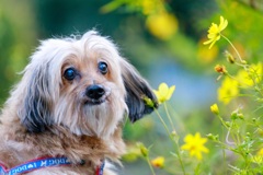 道沿いのコスモスと、愛犬