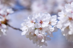 1個の桜