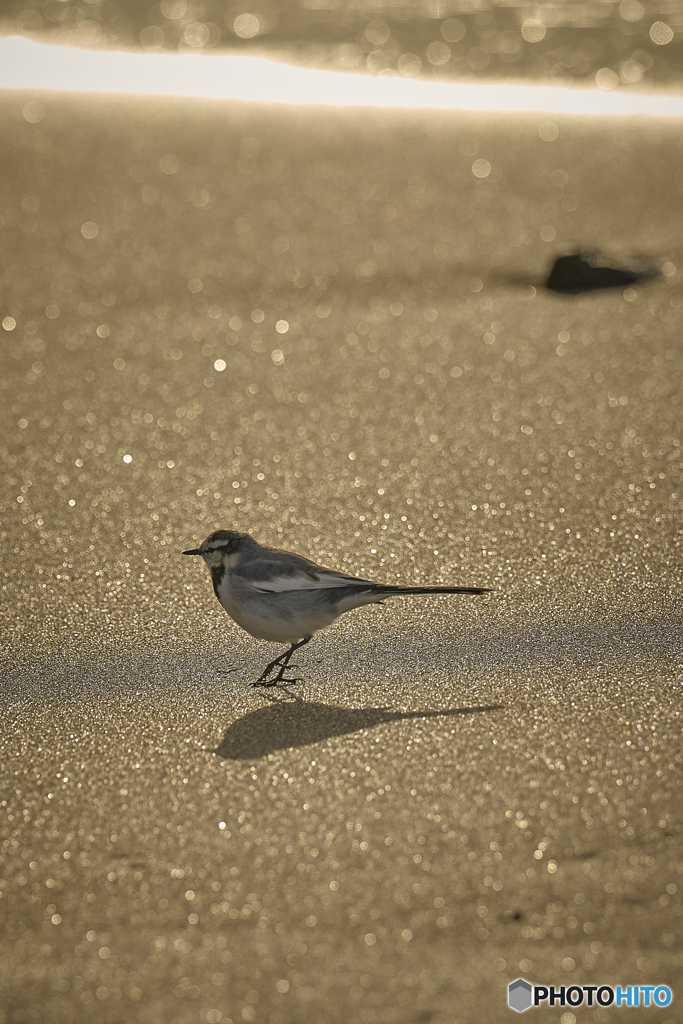 砂浜