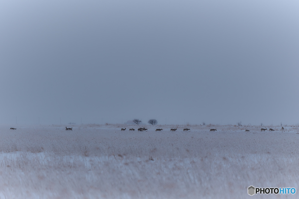 Snow field Caravan.