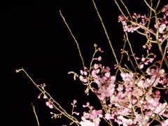闇夜に萌ゆる薄桜