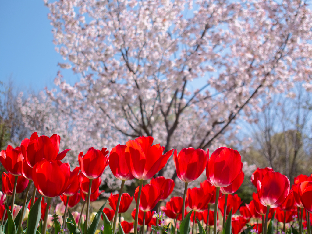 春のお花コラボレーション
