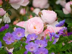 他の花とも仲良し