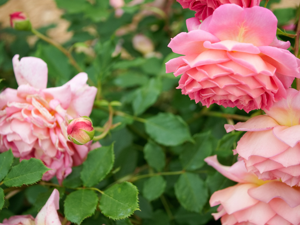 うつむきがちな薔薇