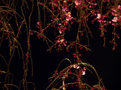 闇夜に枝垂れる紅い花