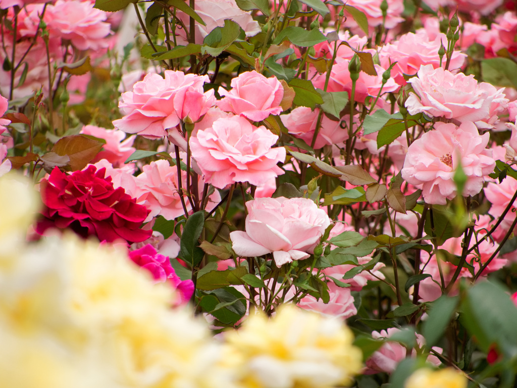 満開の薔薇