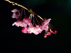 闇夜に浮かぶ花明かり