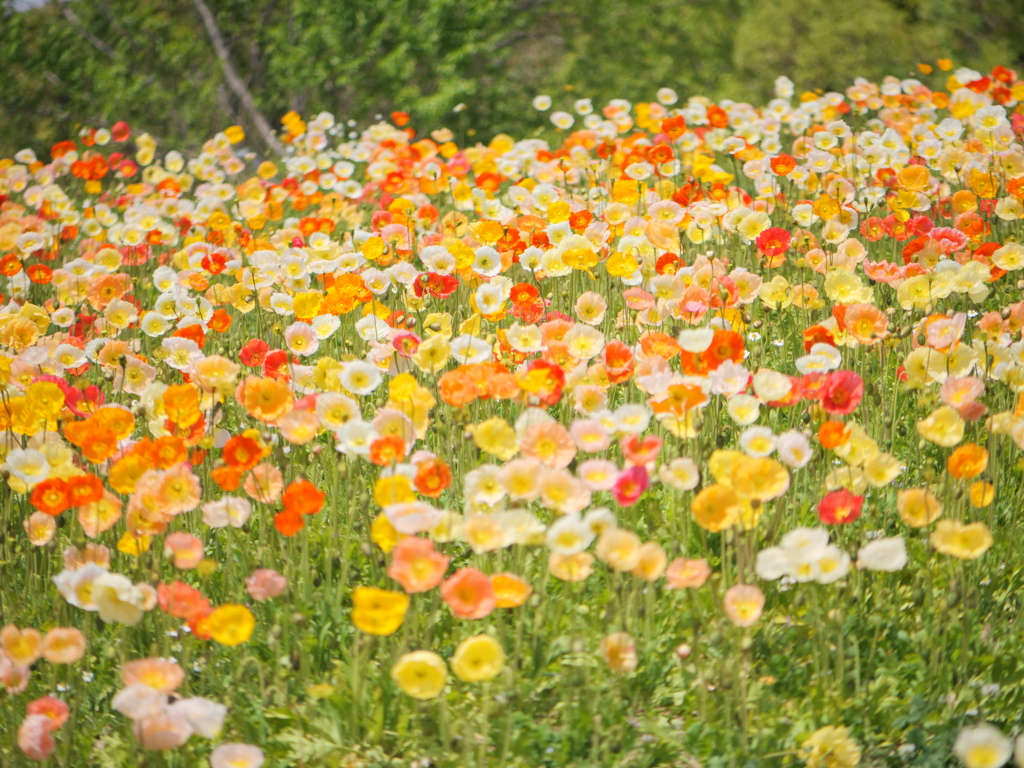ポピーの花畑