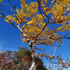 20210928甲斐駒ヶ岳紅葉