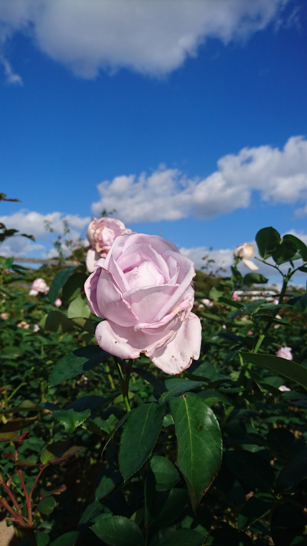 紫の薔薇