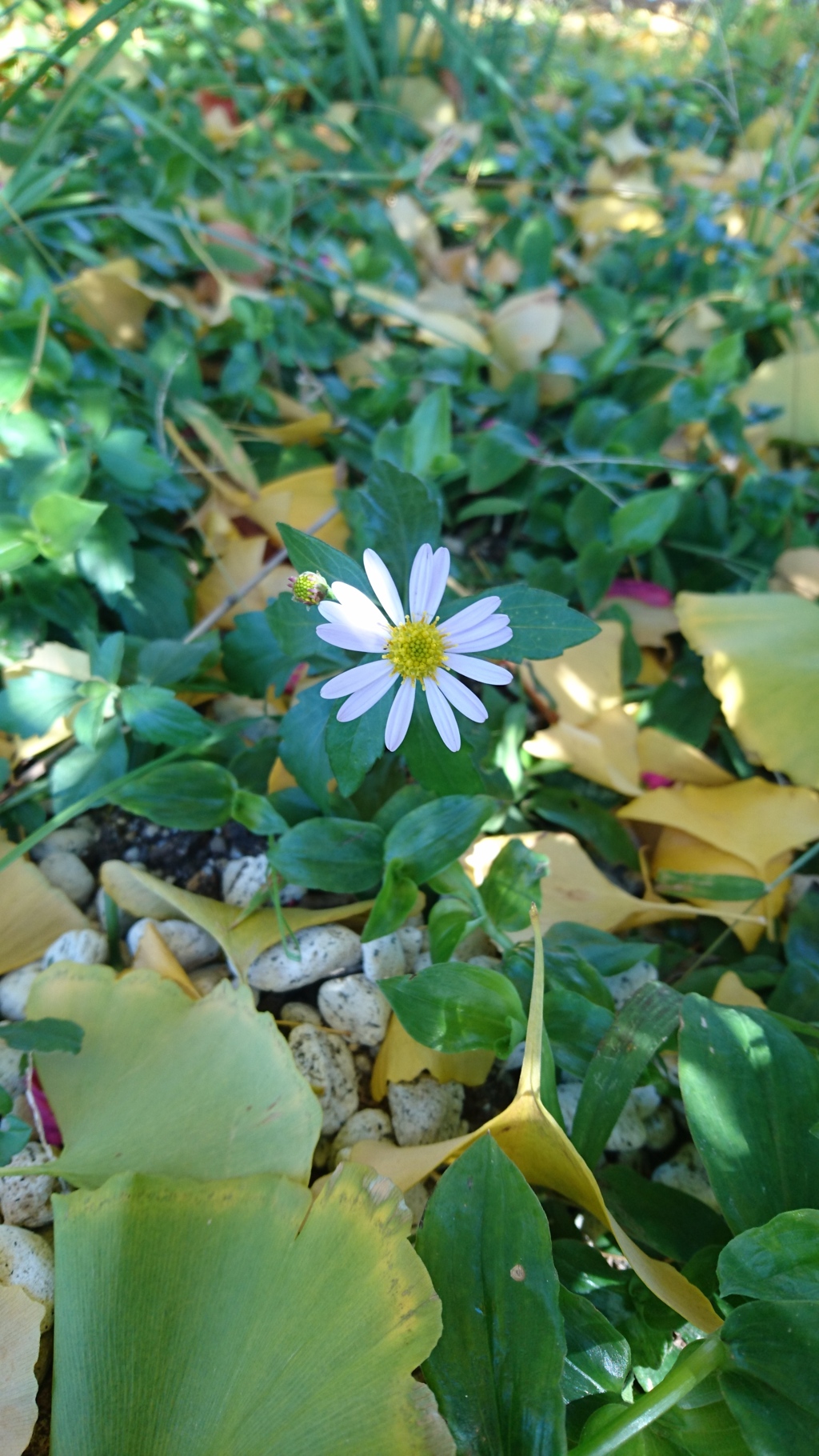 公園のお花