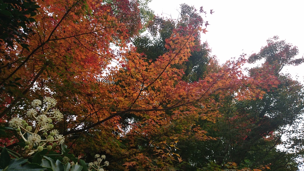 紅葉