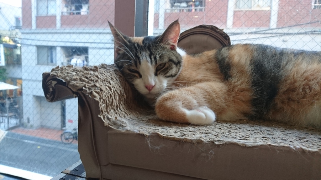三毛猫