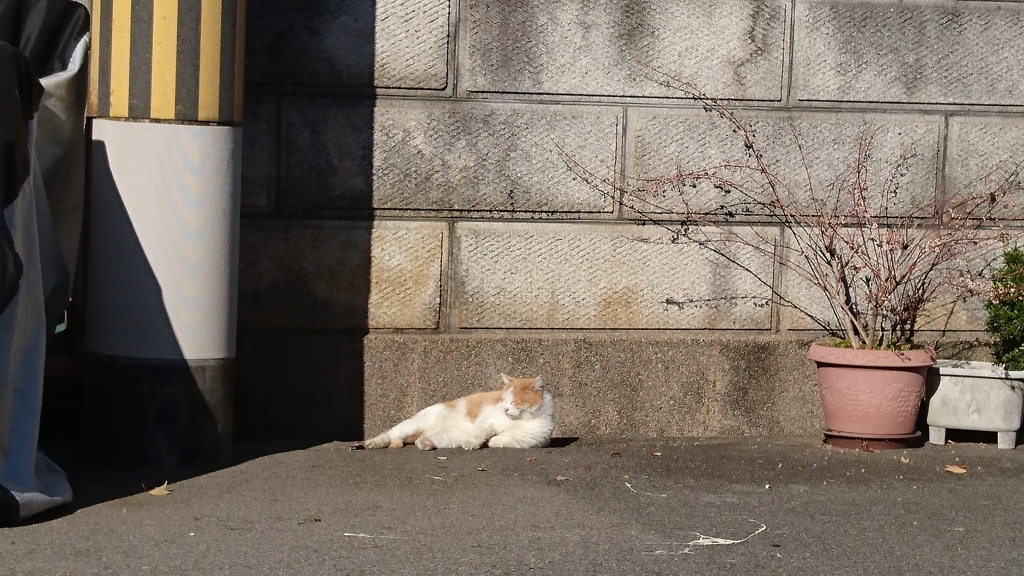 猫のお昼寝